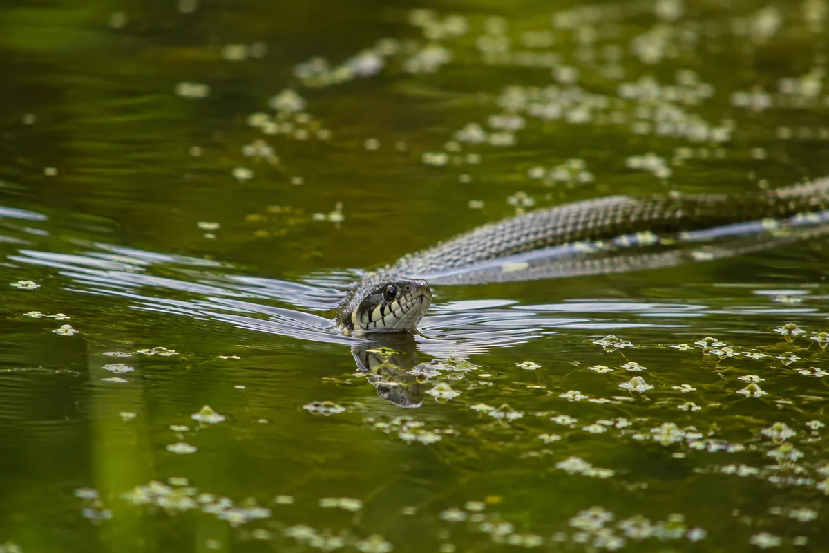 Couleuvre à collier : identification, habitat et cohabitation