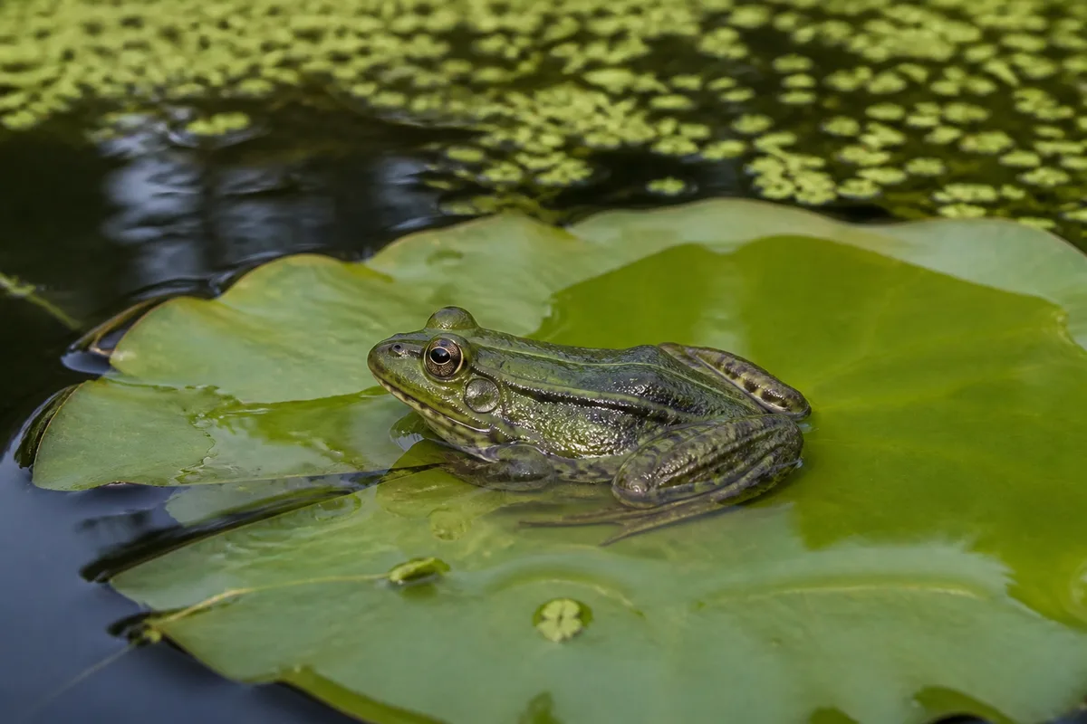Grenouille verte posée sur une feuille de nénuphar au bord d’une mare