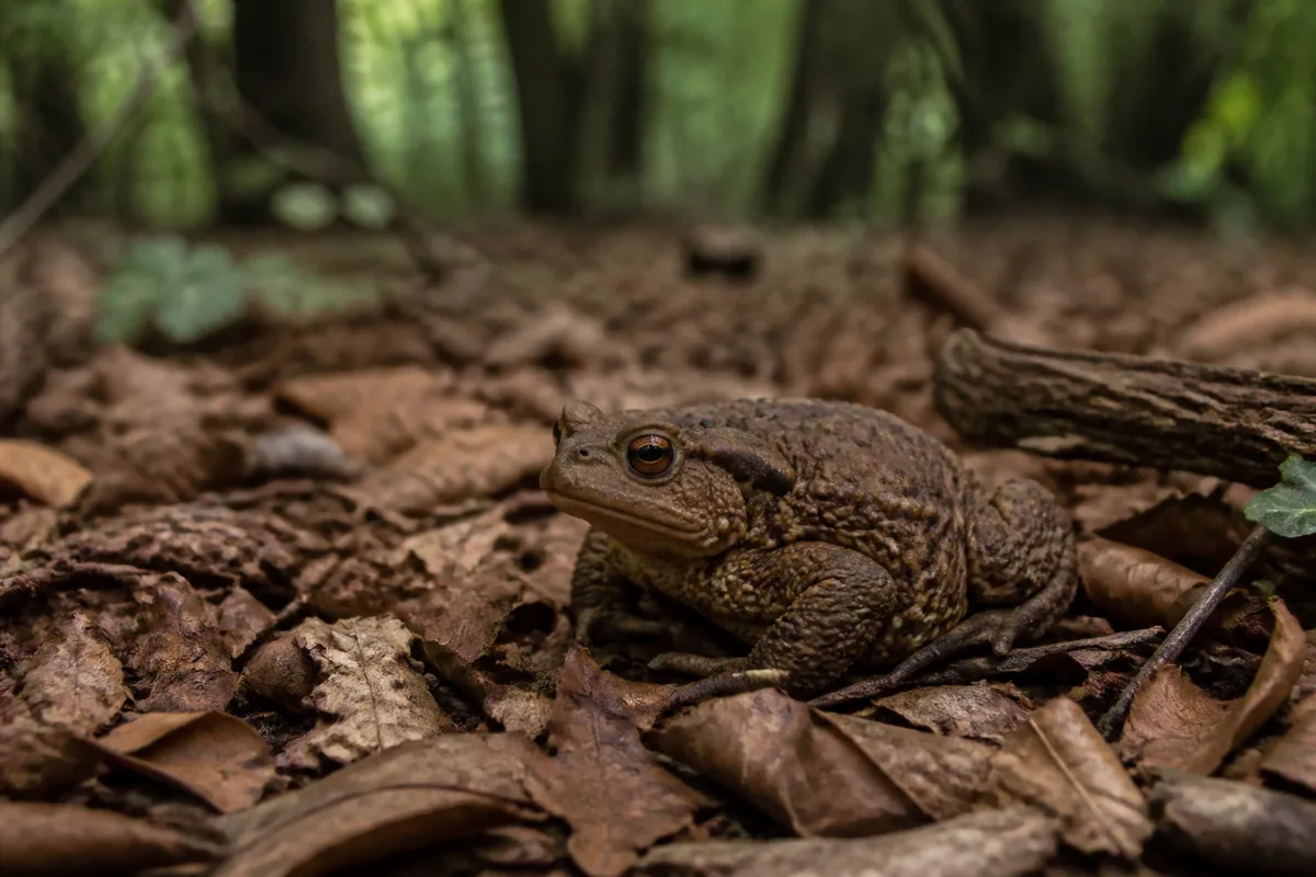 Crapaud commun immobile sur un tapis de feuilles mortes en sous-bois