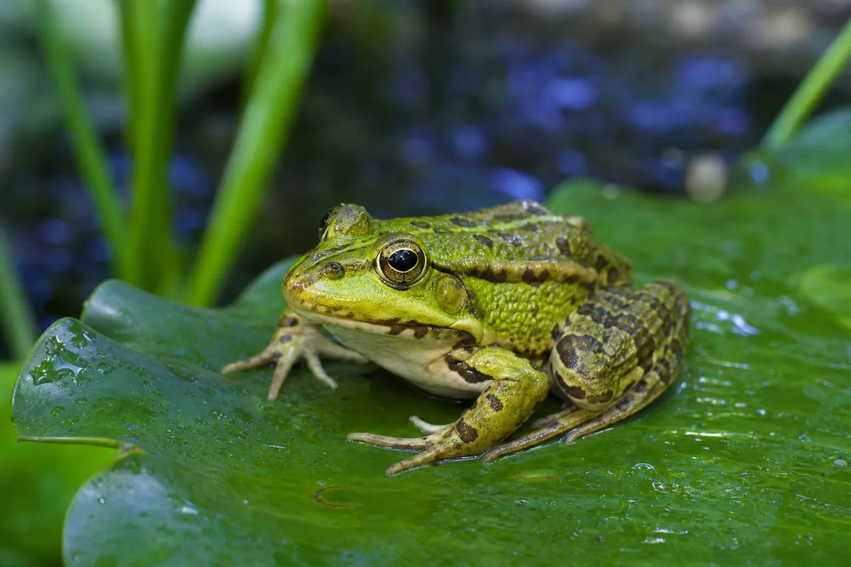Grenouille verte posée sur une feuille au bord d’une mare de jardin