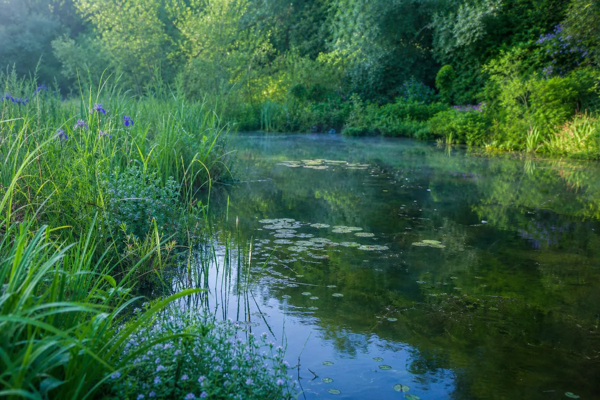 Mare au jardin : un refuge de biodiversité vivant