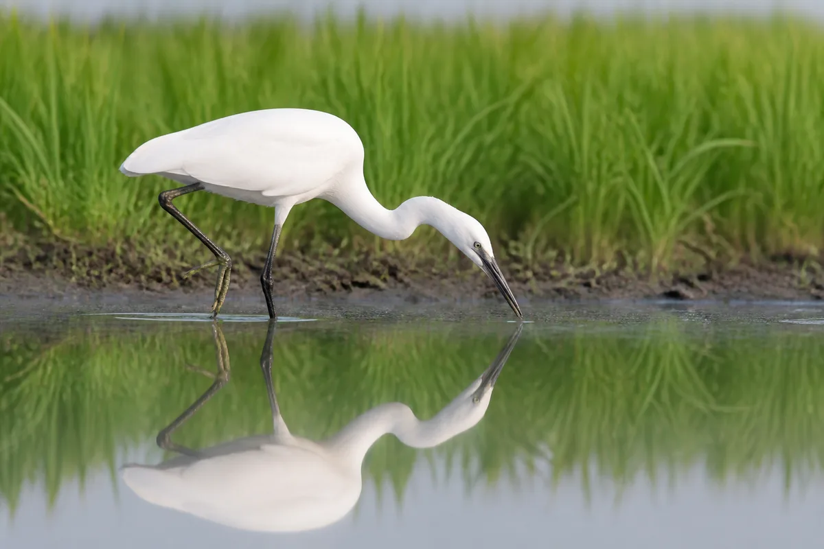 Aigrette blanche en train de pêcher dans quelques centimètres d’eau au bord d’une parcelle de riz