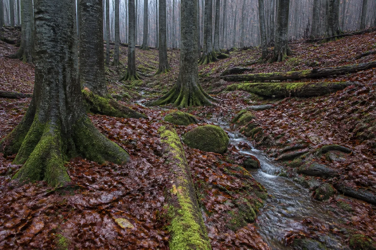 Sous-bois de hêtraie détrempé après la pluie, litière de feuilles brunes et filet d’eau serpentant entre les racines