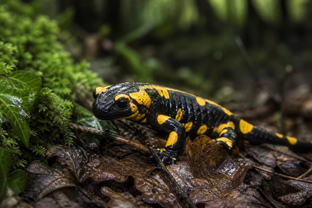 Cycle de vie de la grenouille : de l'œuf à l'adulte